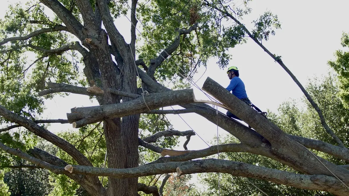 Professional Crown Thinning performed by certified arborists in Rayland