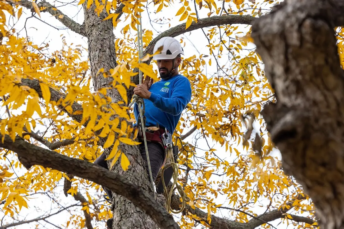 Skilled Storm Damage Cleanup crew working in Rayland